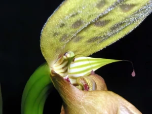 Bild von Bulbophyllum ornithorhynchus 3